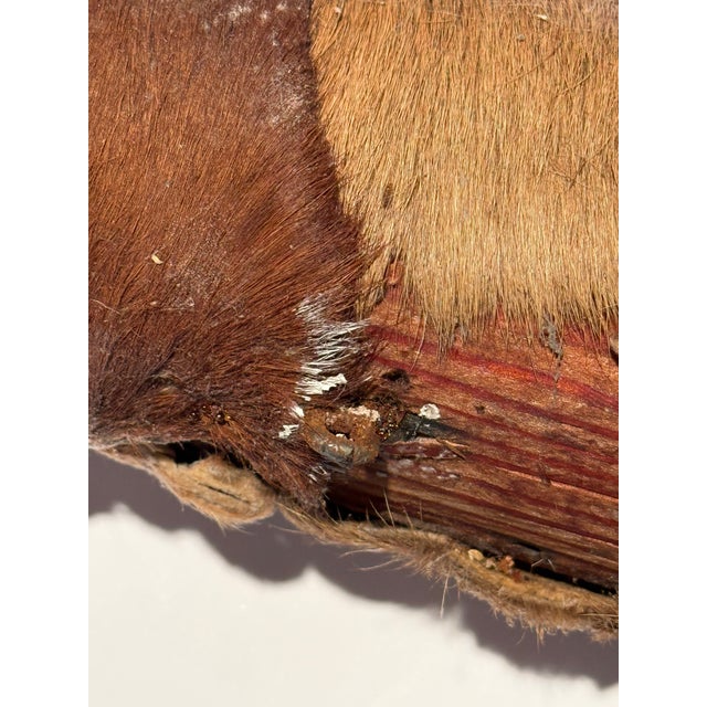 Rustic Vintage Large Hide-Wrapped Steer Horns For Sale - Image 11 of 11