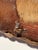 Rustic Vintage Large Hide-Wrapped Steer Horns For Sale - Image 11 of 11