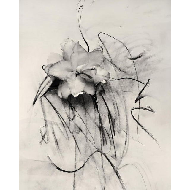 Presenting a captivating pair of abstract black and white floral photographs: 'Lily in Charcoal' and 'Lily in Charcoal...
