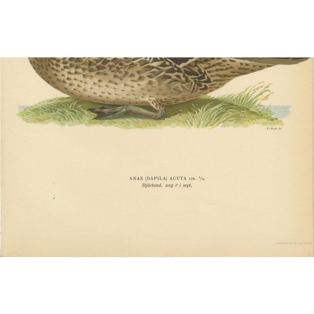 Vintage Pintail Duck Lithograph of Northern Pintail Anas Acuta, Sweden, 1929 For Sale - Image 6 of 9