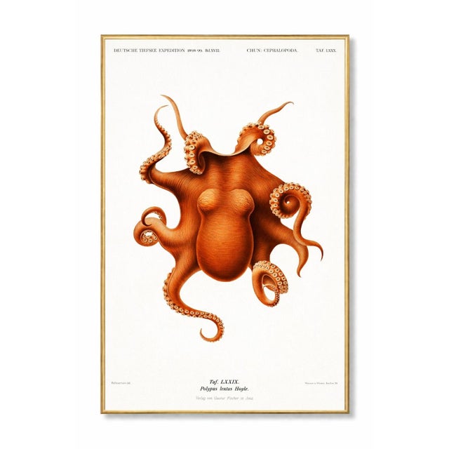 A striking antique octopus study sourced from the historic German Deep Sea Expedition (1898–1899), featuring rich tonal...