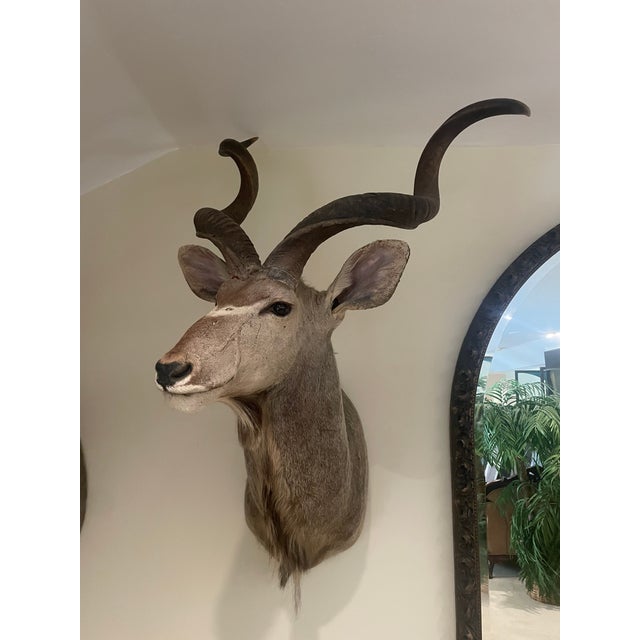 This monumental African Greater Kudu Taxidermy Shoulder Mount is a true trophy for any hunting enthusiast. The shoulder...