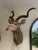 This monumental African Greater Kudu Taxidermy Shoulder Mount is a true trophy for any hunting enthusiast. The shoulder...
