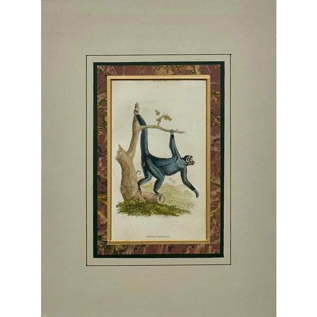 Original engraving of Guiana spider monkey (Ateles paniscus), also known as the red-faced spider monkey from Atlante...