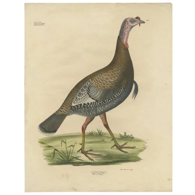 Antique bird print titled 'Gatt Meleagris'. Large lithograph of the wild turkey, an upland ground bird native to North...