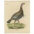 Antique bird print titled 'Gatt Meleagris'. Large lithograph of the wild turkey, an upland ground bird native to North...