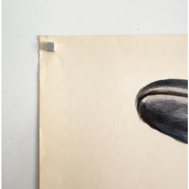 The piece this original japanese b2 poster promotes the 1973 thriller "the day of the dolphin" (iruka no hi), directed by...