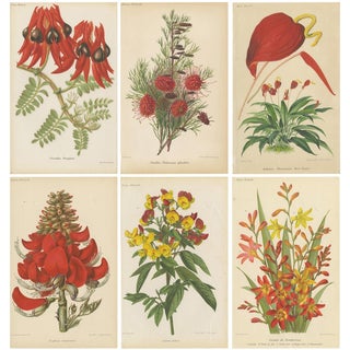 Exquisite Botanicals, 1885, Paper, Set of 6 For Sale
