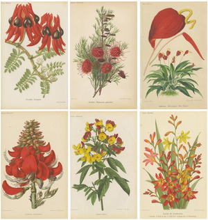 Exquisite Botanicals, 1885, Paper, Set of 6