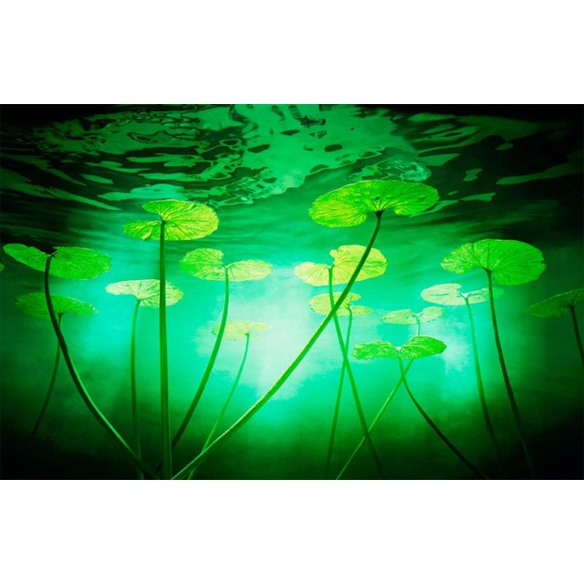Lillies is a dynamic C-Type Matte Print by Contemporary photographer Chris Frazer Smith and is available in this size in...