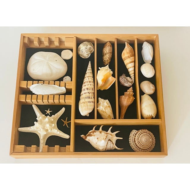 Coastal Great Sea Shell Marine Specimens Collection in Wood Tray For Sale - Image 3 of 8