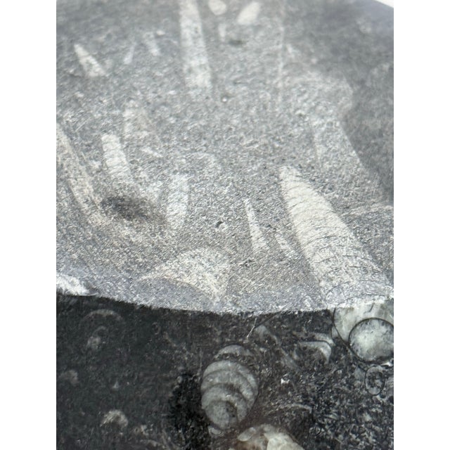 9.75” Orthoceras Fossil Bowl For Sale - Image 4 of 4