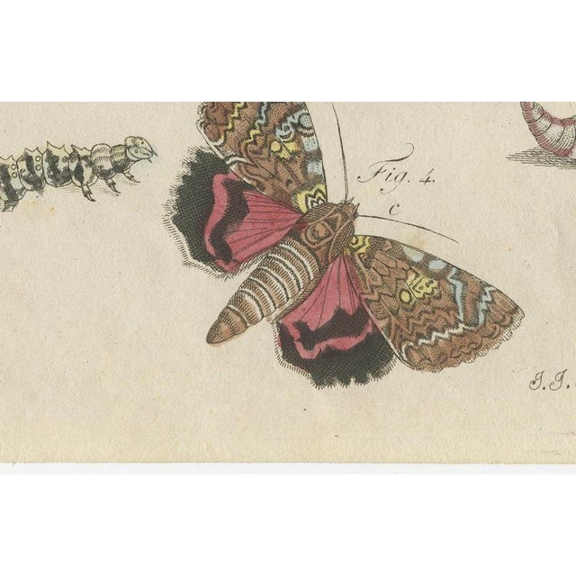 19th Century Bertuch, Underwing and Tiger Moths with Caterpillars, 1805, Print For Sale - Image 5 of 12
