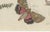 19th Century Bertuch, Underwing and Tiger Moths with Caterpillars, 1805, Print For Sale - Image 5 of 12