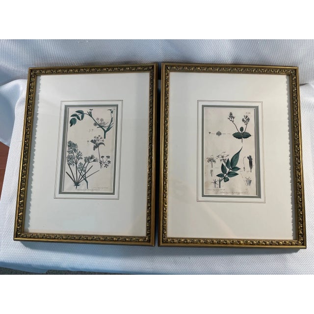 A splendid pair of Custom Framed Botanical Engravings by English illustrator, engraver and painter Frederick P. Nodder...