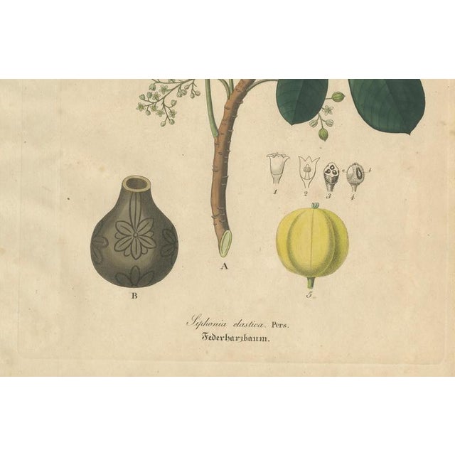 Siphonia Elastica, 1800s, Paper For Sale - Image 5 of 10