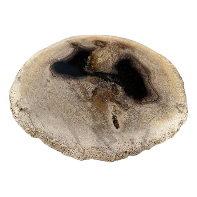 Andrianna Shamaris Rare Palm Petrified Wood Slab For Sale