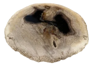 Andrianna Shamaris Rare Palm Petrified Wood Slab