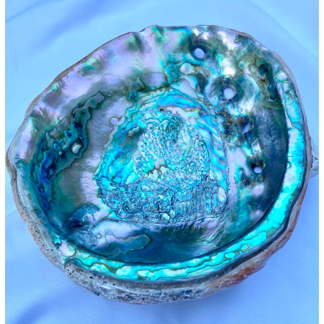 Mid 20th Century Large Mid 20th Century Red Abalone Shell, Haliotis Rufescens For Sale - Image 5 of 13