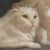 Wood Portrait of a Pair of White Cats, Antique Original Oil Painting, Attributed to Arthur Heyer, Late 19th/Early 20th C. For Sale - Image 7 of 11