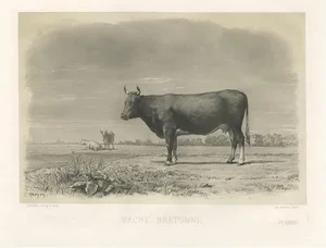 After C. Troyon, Illustration of a Breton Cow, French Cattle Breed from Brittany, 1862, Print