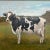 Contemporary original cow painting by Stephen Heigh. Signed bottom right Framed and signed. Measures 15.5x11.5 or 21x17 in...