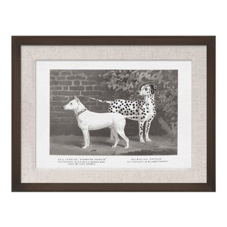 Cassell Dogs; Bull Terrier & Dalmation, Framed Artwork For Sale