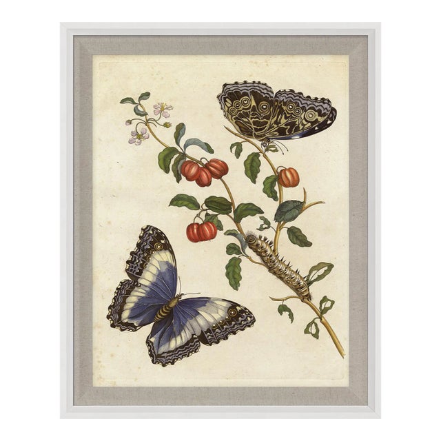 Merian Butterfly 7, Framed Artwork For Sale