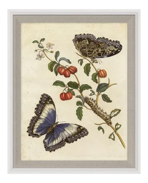 Merian Butterfly 7, Framed Artwork