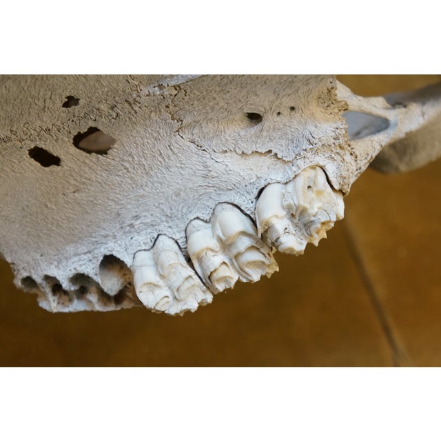 Western Southwestern Longhorn Cow Bull Steer Skull Horns Taxidermy 26" For Sale - Image 14 of 16