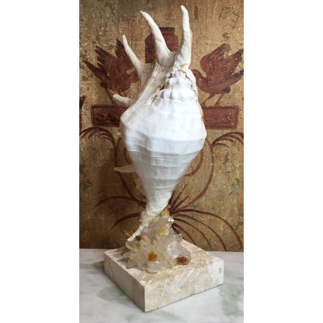Exceptional spider seashell professionally mounted on a natural coral base, artistically embedded with citrine quartz and...