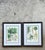 Vintage Framed Botanical Palm Illustrations - Set of 2 For Sale - Image 11 of 15