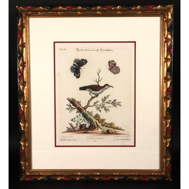 Late 18th Century Johann Seligmann Set of Six Engravings of Water Birds For Sale - Image 5 of 10