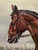 A handsome vintage equestrian print of the legendary American thoroughbred Jay Trump, after the 1965 portrait by Richard...
