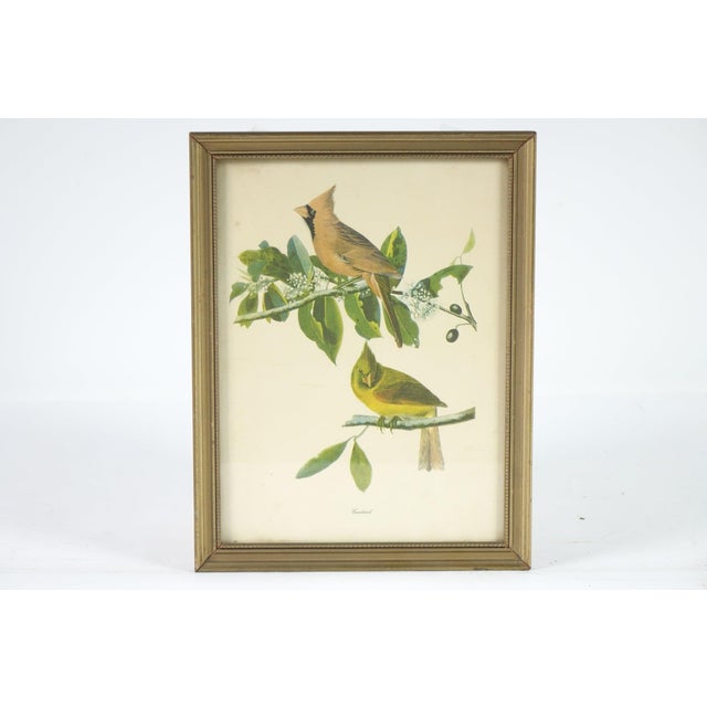 Cardinal, Botanical Bird Print – 10.5” x 13.5” This charming botanical bird print features a beautifully detailed...