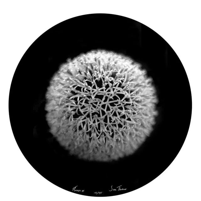 Sam Thomas, Flower 1, 2009, Pigment Print For Sale - Image 6 of 6