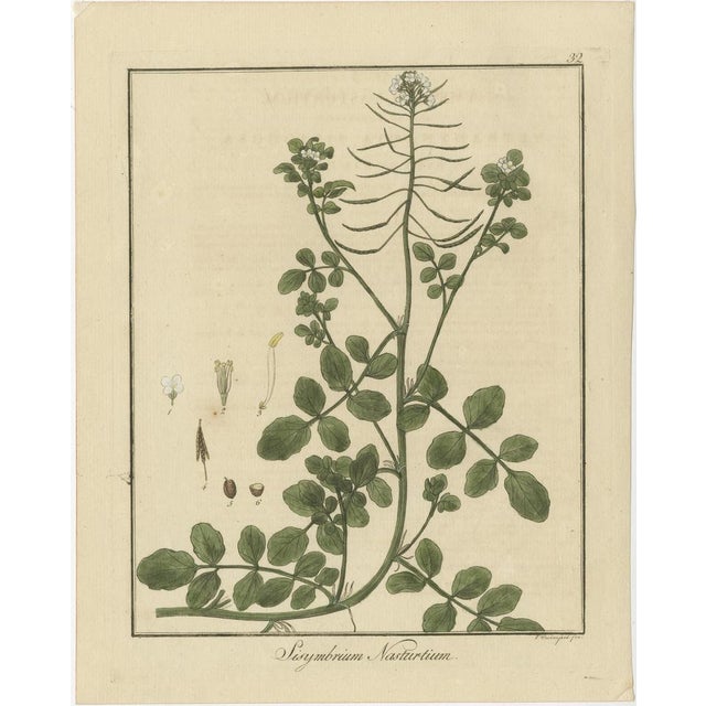 Hayne, Clary Sage, White Dead-Nettle, and Watercress, 1819, Prints, Set of 3 For Sale - Image 4 of 6