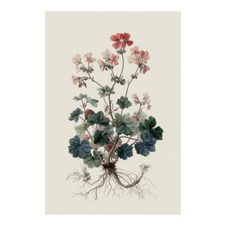 Antique Botanical Print of Robert's Geranium With Root System | Herbarium Flower Study | Natural History Fine Art Print For Sale