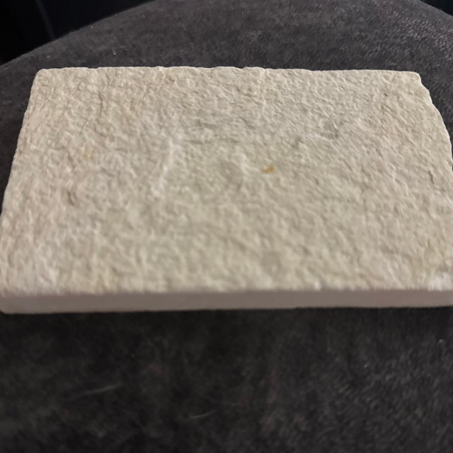 Fossil Plate Knightia From the Green River Formation - In Limestone For Sale - Image 4 of 6