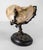 We are selling this great little Kunstkammer type bronze piece. This bronze has well modeled vine and branch base with...