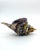 Vintage MCM Murano Style Blown Cased Glass Tiger Striped Conch Shell Figurine For Sale In Dallas - Image 6 of 8