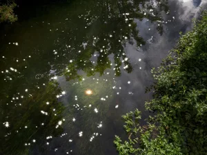 Ellie Davies, Chalk Streams 6, 2023, Photograph