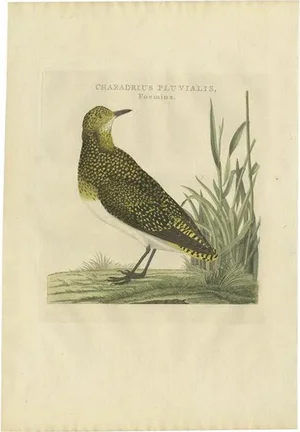 Sepp & Nozeman, Female Eurasian Golden Plover, 1797, Paper