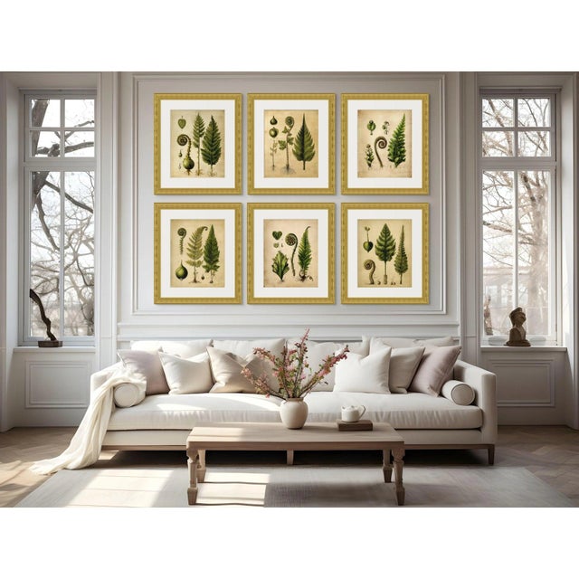English Set of 6 Fiddlehead Fern Studies | Antique Botanical Fine Art Prints For Sale - Image 3 of 9