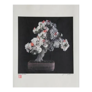 Bonsai #3, Jonathan Singer, Photography