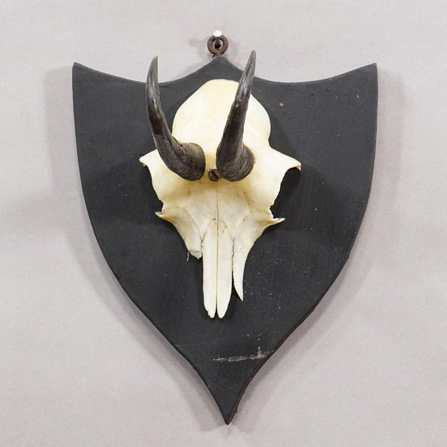 Rustic European Antique Chamois Trophy on Carved Plaque, Germany Ca. 1900 For Sale - Image 3 of 4