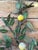 Mid 20th Century Rare Vintage Italian Tole Lemon Tree Wall Jardiniere With Five-Light Candelabra, Two-Piece Set For Sale - Image 5 of 12