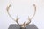 Mid-Century Modern Scandinavian Reindeer Antlers From Northern Sweden, Vintage From 1990s For Sale - Image 3 of 9