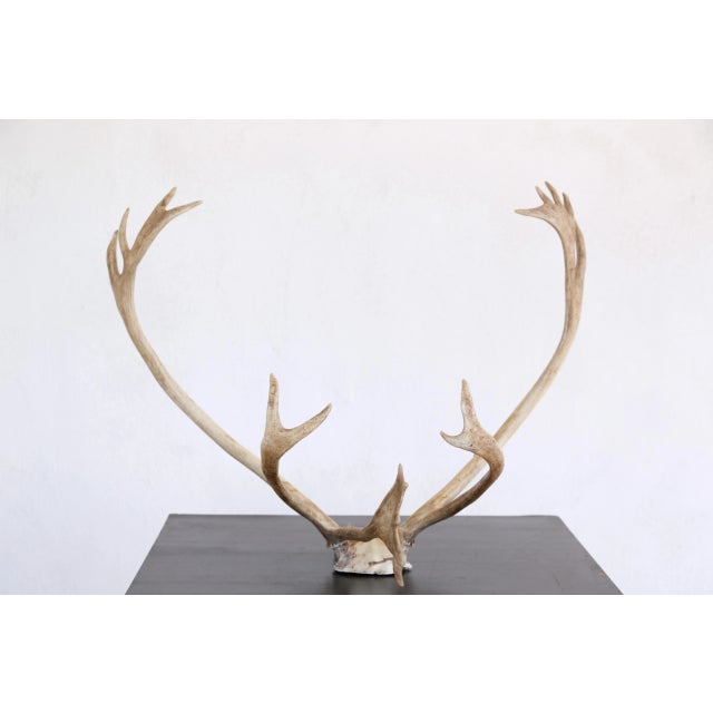 Mid-Century Modern Vintage Scandinavian Reindeer Antlers From Northern Sweden, Ca 1990s For Sale - Image 3 of 9
