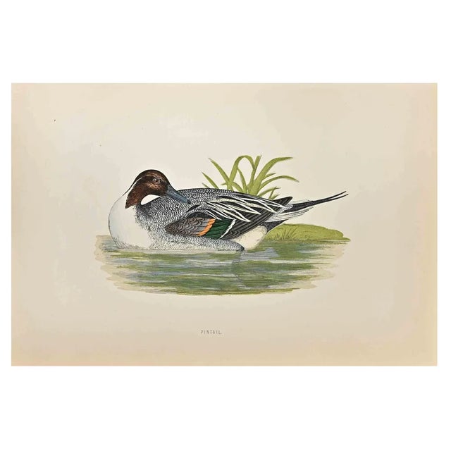 Alexander Francis Lydon, Pintail, Woodcut Print, 1870 For Sale